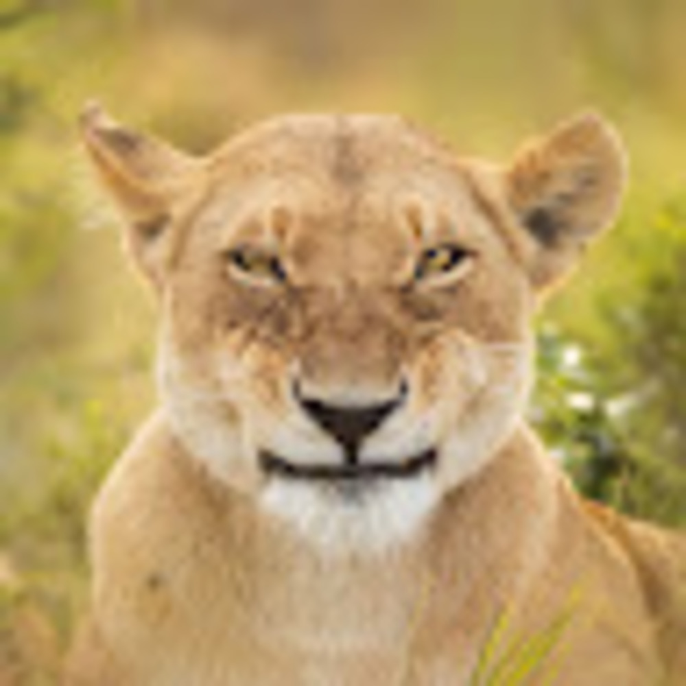 Meet your Posher, Kate